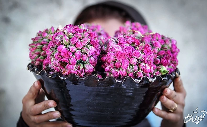 گلاب، عصارهای جادویی! گلاب، عصارهای جادویی!